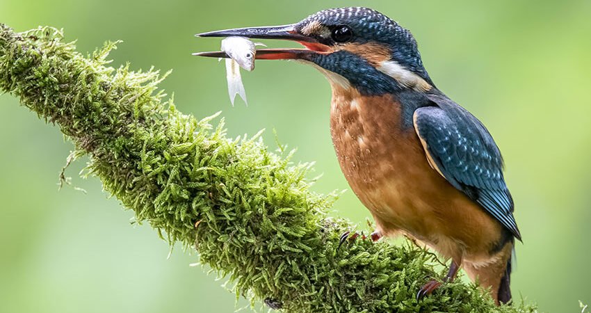 The Impact Climate Change on Global Wildlife
