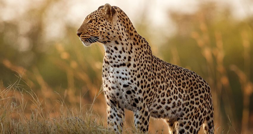 Climate Change on Global Wildlife The Impact
